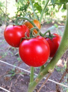 Italian Cherry tomatoes hanging from the vine