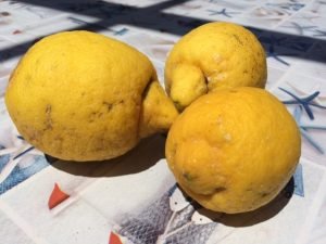 Limoni for biscotti ricotta e limone